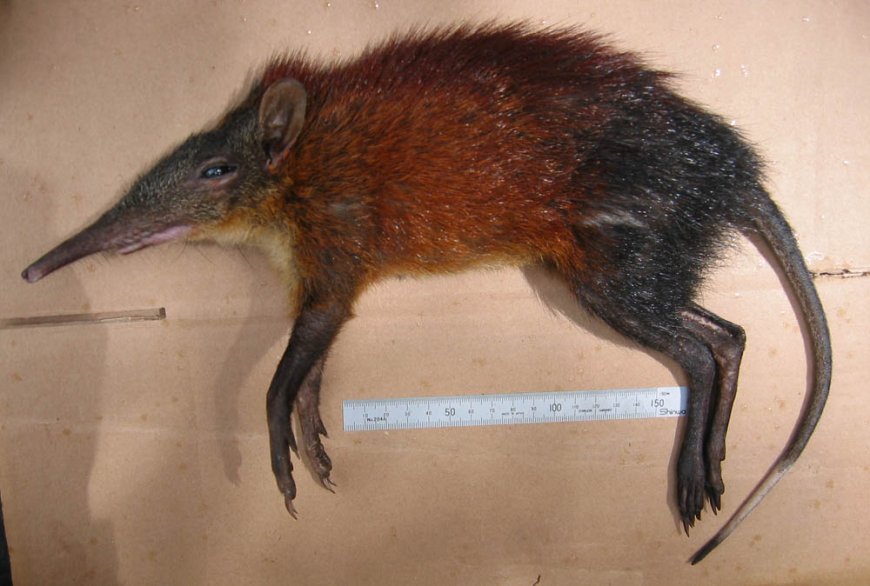 Mengenal Sengis, Si Kecil yang Masih Satu Keluarga dengan Gajah