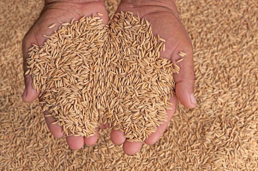 Saatnya Petani Mengambil Kendali: Menjual Gabah Mandiri demi Kedaulatan Pangan