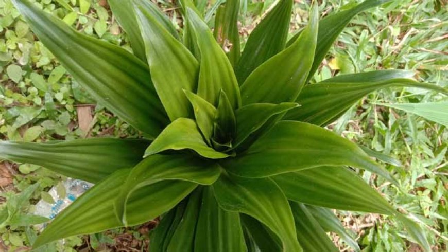 Ekspor Tanaman Hias Hanjuang, Emang Bisa? BISA!