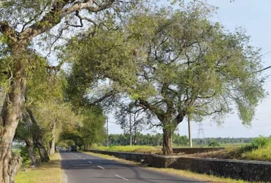 Mengapa Belanda Memilih Pohon Asem Jawa untuk Tata Kota?
