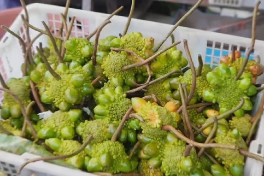 Buah Ninin, Si Langka dari Pegunungan Kalimantan