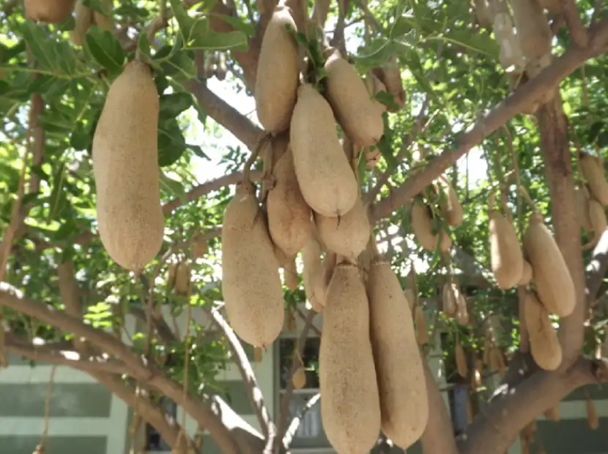 Manfaat, Kandungan, dan Fakta Buah Kunto Bimo yang Jarang Diketahui