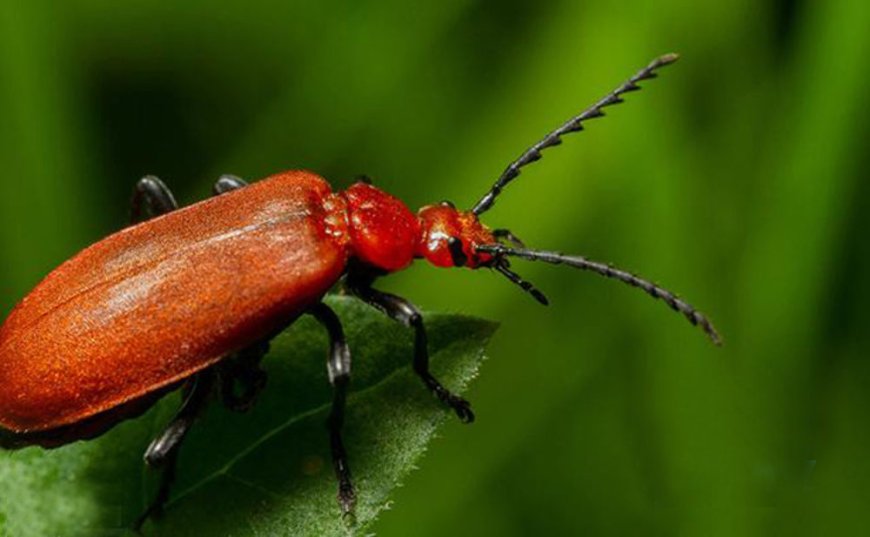 Dari Batang Pohon ke Permen: Perjalanan Resin Serangga Bernama Shellac
