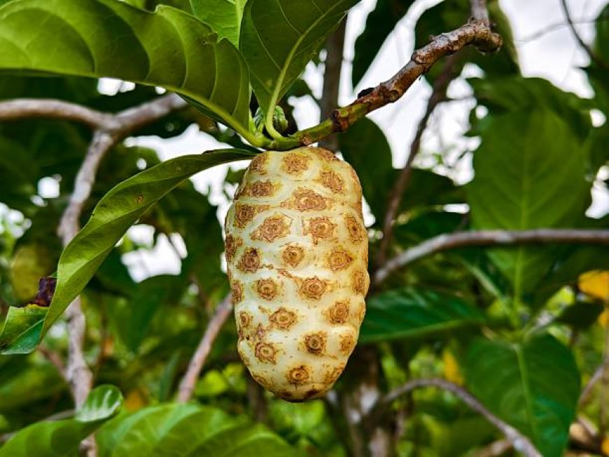 Buah Mengkudu: Baunya Menusuk, Khasiatnya Dewa