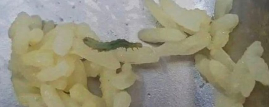 Program Makan Bergizi Gratis di Kamal Bangkalan Disorot, Ditemukan Ulat di Sayur Daun Singkong