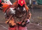 Ayam Berkaki Besar, Kebanggaan Warga Vietnam yang Unik dan Bernilai Tinggi