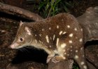 Quoll, “Harimau Kecil” Papua Penjaga Keseimbangan Ekosistem Hutan dan Savana