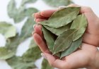 Beragam Manfaat Daun Salam, Bukan Hanya untuk Masakan!