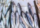 Fakta Gelap Ikan Tongkol: Tak Bisa Berhenti Berenang dan Bahaya Racun Histamin yang Tak Terlihat
