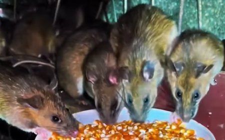 Peternakan Tikus di China untuk Konsumsi, Jadi Komoditas Bernilai Ekonomi