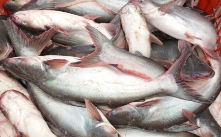 Ikan Patin — Si Lembut yang Penuh Keajaiban