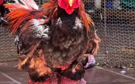 Ayam Berkaki Besar, Kebanggaan Warga Vietnam yang Unik dan Bernilai Tinggi