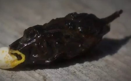 Mengapa Tahi Cicak Berwarna Hitam dan Putih? Ini Penjelasan Ilmiahnya