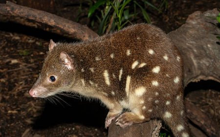 Quoll, “Harimau Kecil” Papua Penjaga Keseimbangan Ekosistem Hutan dan Savana