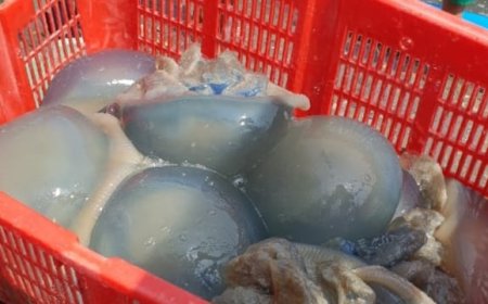 Panen Ubur-Ubur di Pantai Jetis Cilacap: Tradisi Alam yang Menjadi Berkah