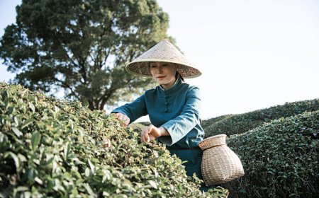 Robert Fortune dan Misi Rahasia Teh: Aksi Mata-Mata yang Mengubah Peta Perdagangan Dunia