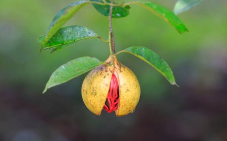 Rempah Kecil yang Mengubah Sejarah Dunia