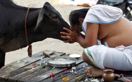 Mengapa Sapi Dianggap Suci di India?