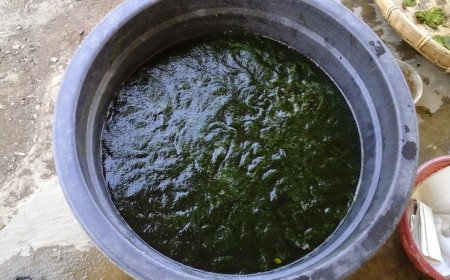 Dikira Tak Bernilai, Lumut Ternyata Bisa Jadi Ladang Cuan Bernilai Jutaan Rupiah