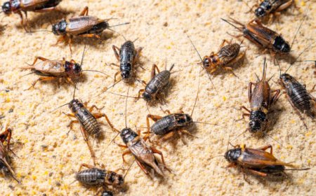 Bunyi Jangkrik di Malam Hari Bukan Sekadar “Krik-Krik”, Ini Bahasa Alam dan Termometer Alami