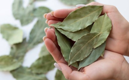 Beragam Manfaat Daun Salam, Bukan Hanya untuk Masakan!