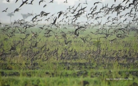 Ribuan Burung dari Rusia dan China “Mengungsi” ke Tulungagung