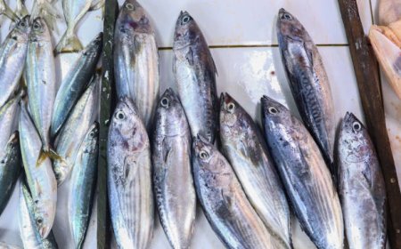 Fakta Gelap Ikan Tongkol: Tak Bisa Berhenti Berenang dan Bahaya Racun Histamin yang Tak Terlihat