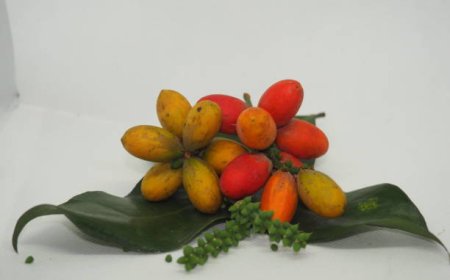 Takut Makan Melinjo karena Rematik? Saatnya Bedakan Mitos dan Fakta