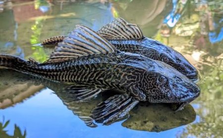 Siomay Ikan Sapu-Sapu Viral, Aman atau Berbahaya? Ini Penjelasan Ilmiahnya
