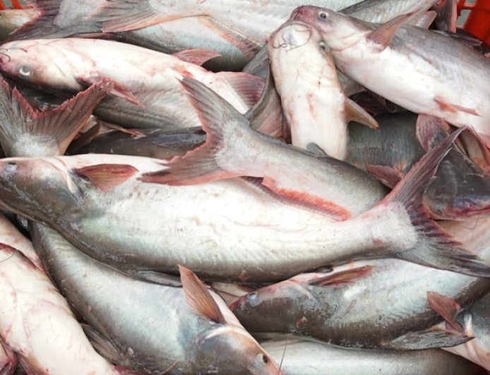 Ikan Patin — Si Lembut yang Penuh Keajaiban