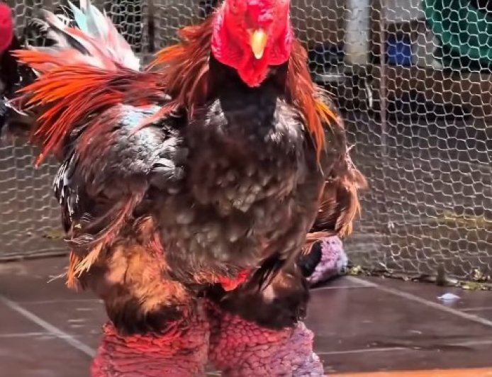 Ayam Berkaki Besar, Kebanggaan Warga Vietnam yang Unik dan Bernilai Tinggi