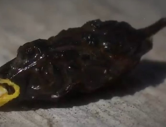 Mengapa Tahi Cicak Berwarna Hitam dan Putih? Ini Penjelasan Ilmiahnya