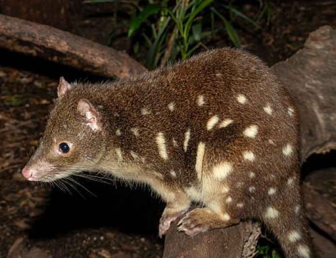 Quoll, “Harimau Kecil” Papua Penjaga Keseimbangan Ekosistem Hutan dan Savana