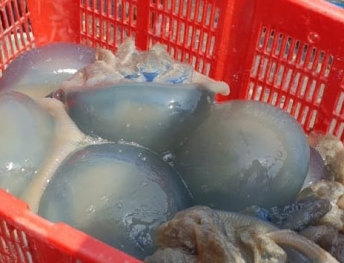 Panen Ubur-Ubur di Pantai Jetis Cilacap: Tradisi Alam yang Menjadi Berkah