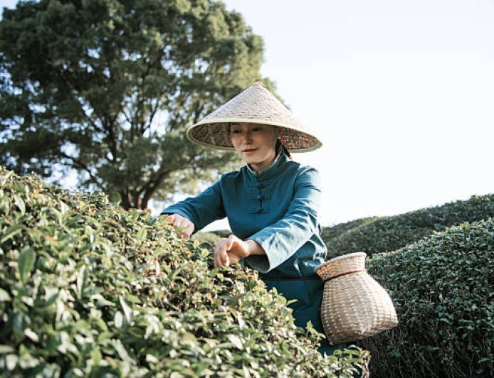 Robert Fortune dan Misi Rahasia Teh: Aksi Mata-Mata yang Mengubah Peta Perdagangan Dunia