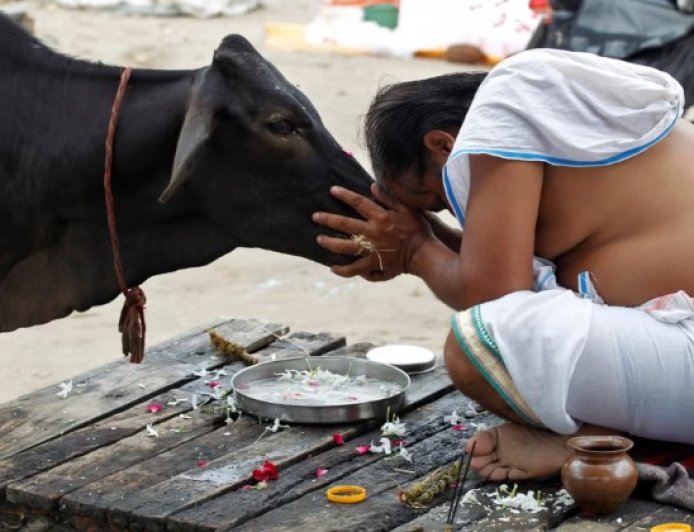 Mengapa Sapi Dianggap Suci di India?