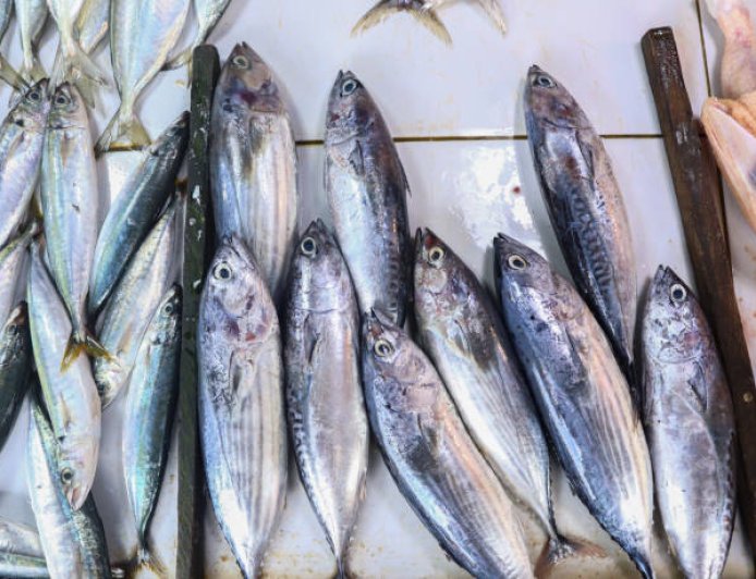 Fakta Gelap Ikan Tongkol: Tak Bisa Berhenti Berenang dan Bahaya Racun Histamin yang Tak Terlihat