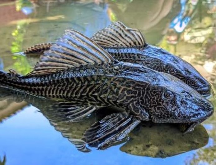 Siomay Ikan Sapu-Sapu Viral, Aman atau Berbahaya? Ini Penjelasan Ilmiahnya