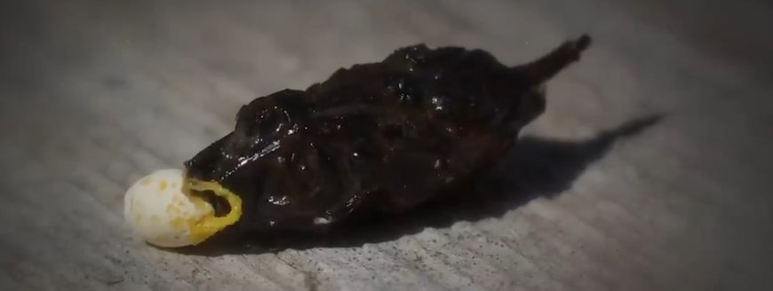 Mengapa Tahi Cicak Berwarna Hitam dan Putih? Ini Penjelasan Ilmiahnya