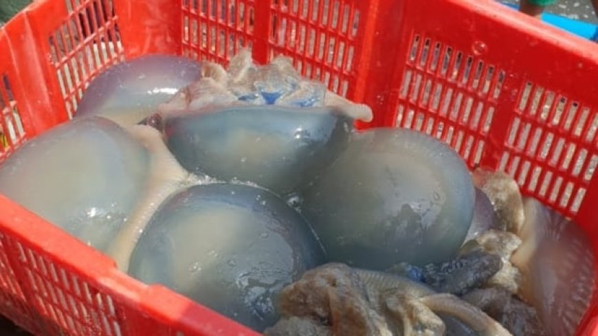 Panen Ubur-Ubur di Pantai Jetis Cilacap: Tradisi Alam yang Menjadi Berkah