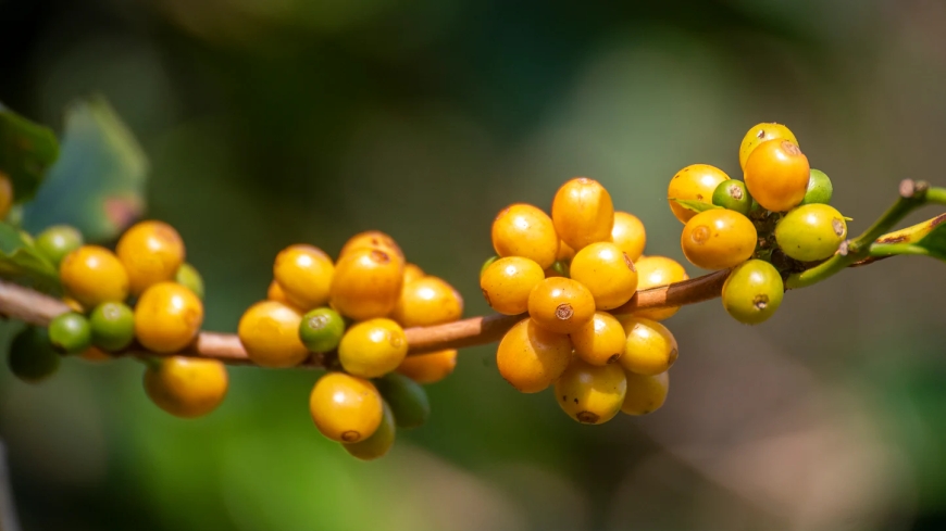 Kopi Langka Lereng Gunung Raung, “Emas Hijau” Banyuwangi Tembus Pasar Premium