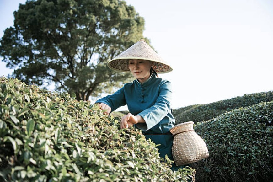 Robert Fortune dan Misi Rahasia Teh: Aksi Mata-Mata yang Mengubah Peta Perdagangan Dunia