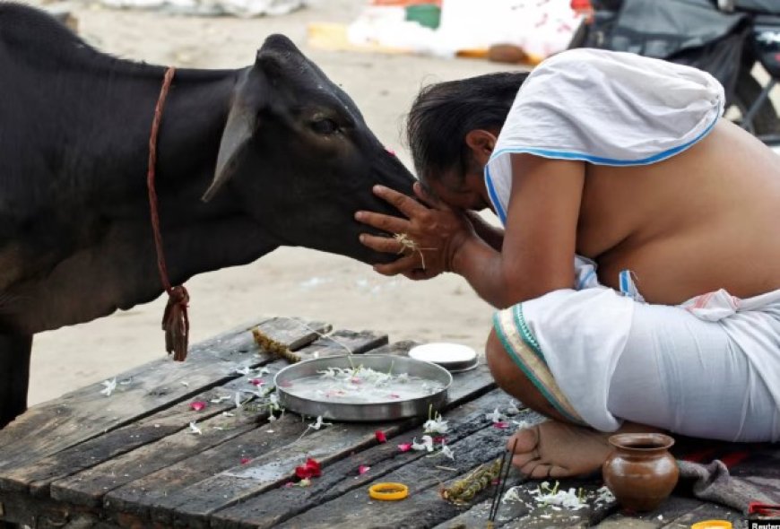 Mengapa Sapi Dianggap Suci di India?