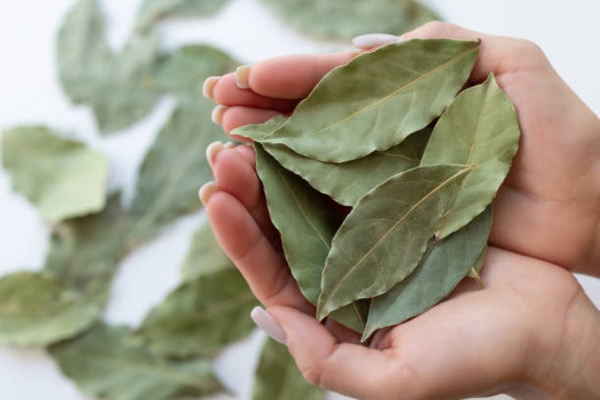 Beragam Manfaat Daun Salam, Bukan Hanya untuk Masakan!
