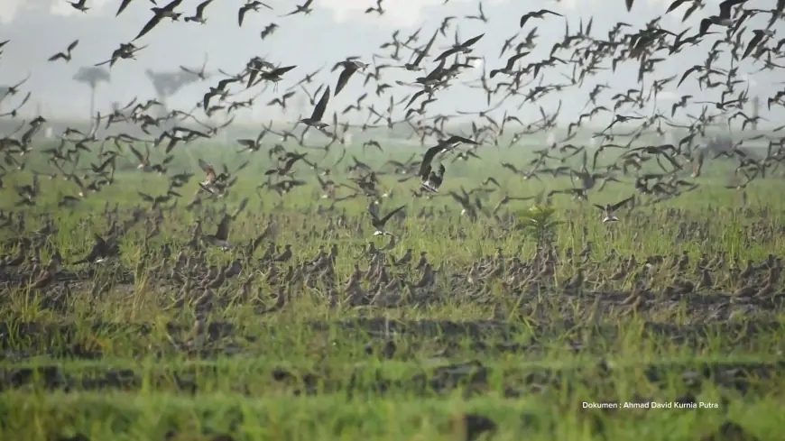Ribuan Burung dari Rusia dan China “Mengungsi” ke Tulungagung