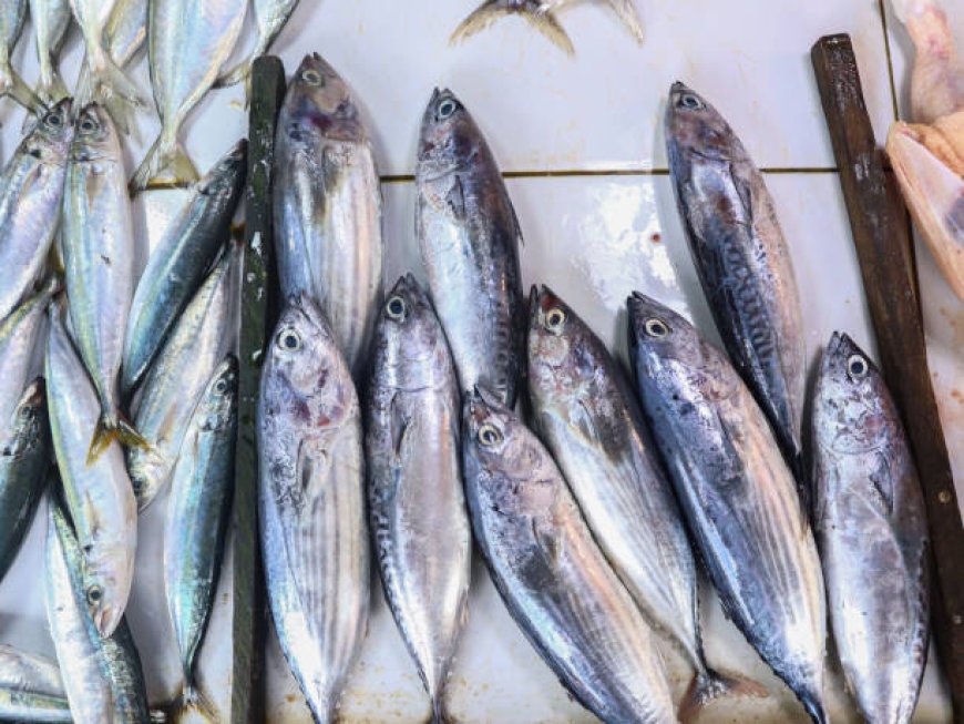 Fakta Gelap Ikan Tongkol: Tak Bisa Berhenti Berenang dan Bahaya Racun Histamin yang Tak Terlihat