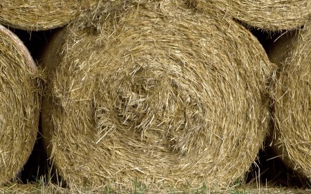 Jerami Bukan Sekadar Limbah: Peluang Bisnis dan Strategi Ekspor yang Menjanjikan