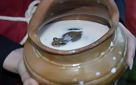 Tradisi Unik: Menjaga Susu Tetap Segar dengan Katak di Eropa Utara