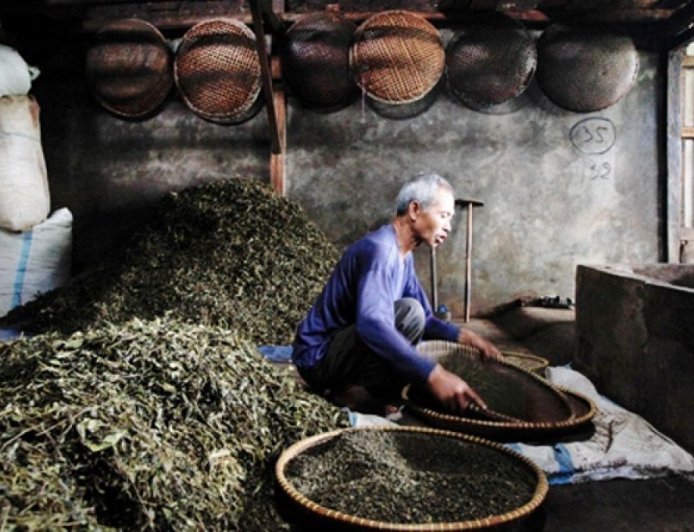Teh Kejek dan Tradisi Nyaneut: Warisan Rasa dan Kebersamaan dari Garut