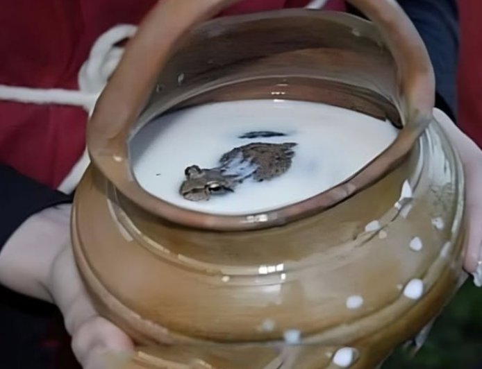 Tradisi Unik: Menjaga Susu Tetap Segar dengan Katak di Eropa Utara